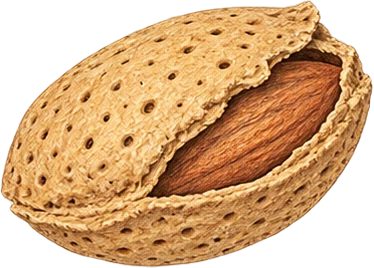 The drawing: almond