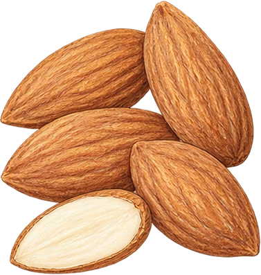 The drawing: almond