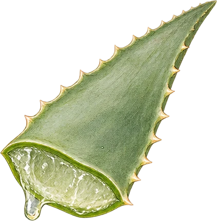 The drawing: aloe vera