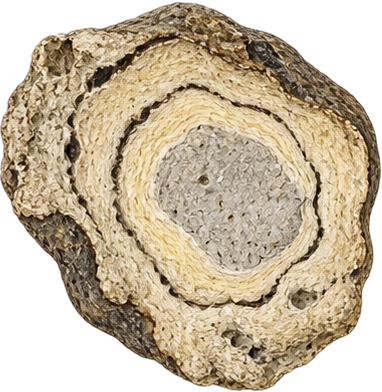 The drawing: ambergris, broken lump
