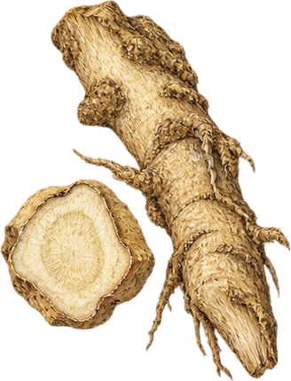 The drawing: angelica, dried root pieces