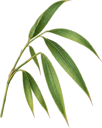 The drawing: bamboo