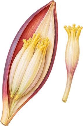 The drawing: banana blossom