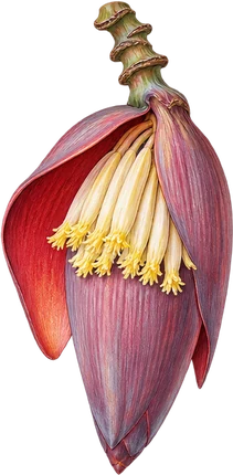 The drawing: banana blossom