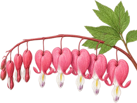 The drawing: bleeding heart