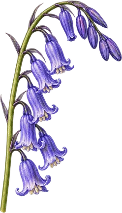 The drawing: bluebell
