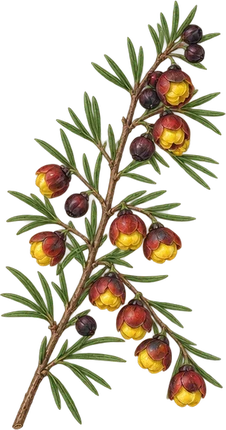 The drawing: boronia, flowering sprig