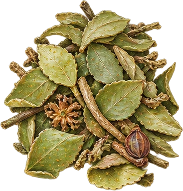 The drawing: buchu, dried leaves