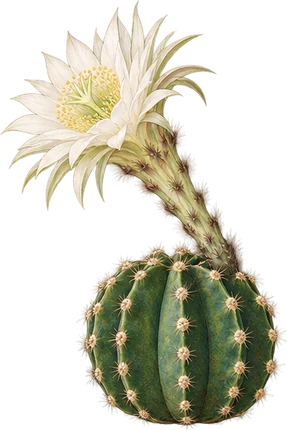 The drawing: cactus