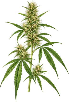 The drawing: cannabis, flowering top