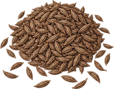 The drawing: caraway, seed heap