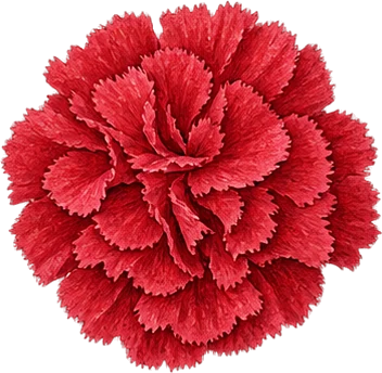The drawing: carnation