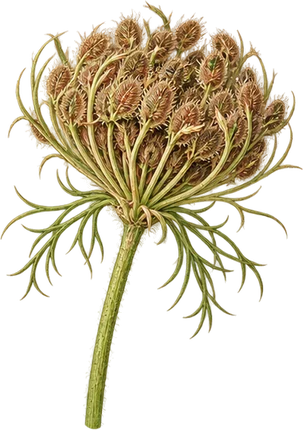 The drawing: carrot, seed head
