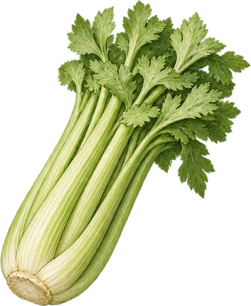 The drawing: celery, stalk bunch