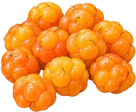 The drawing: cloudberry