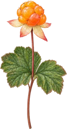 The drawing: cloudberry