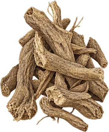 The drawing: costus, dried root pieces