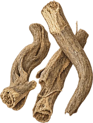 The drawing: costus, whole root