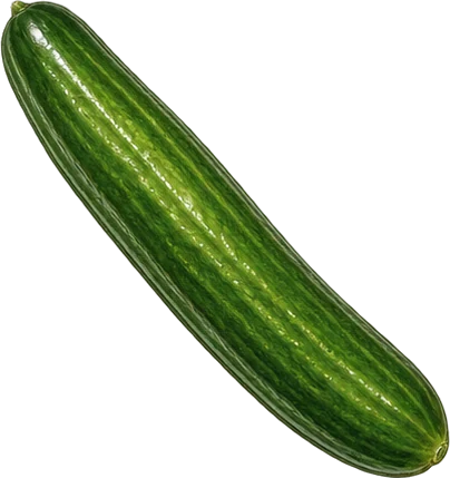 The drawing: cucumber
