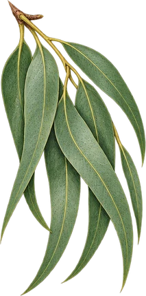 The drawing: eucalyptus, adult leaf twig
