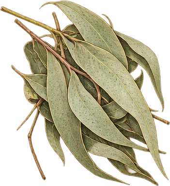 The drawing: eucalyptus, dried leaves