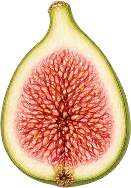 The drawing: fig
