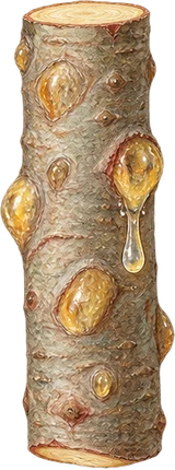 The drawing: fir balsam, bark with resin blisters