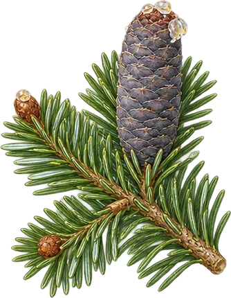 The drawing: fir balsam, branch tip with upright cone