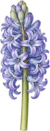 The drawing: hyacinth