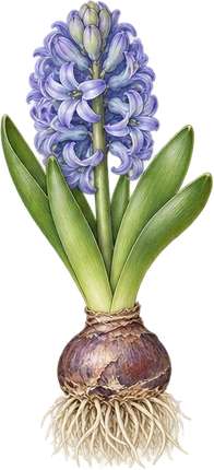 The drawing: hyacinth