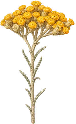 The drawing: immortelle, flowering stem