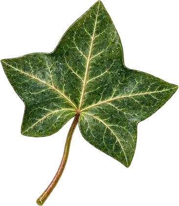 The drawing: ivy