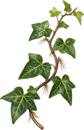 The drawing: ivy