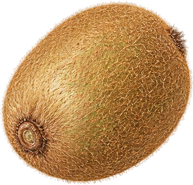 The drawing: kiwi