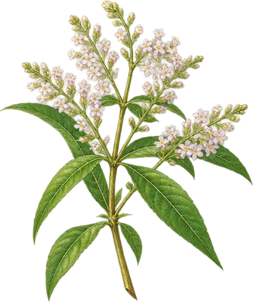 The drawing: lemon verbena, flowering sprig