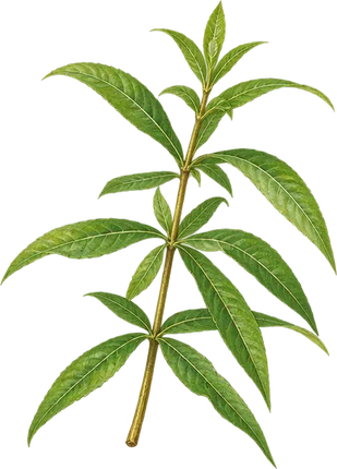 The drawing: lemon verbena, leafy sprig
