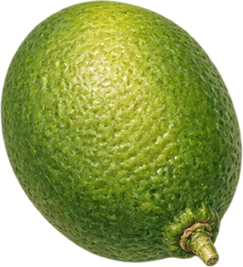The drawing: lime, whole lime