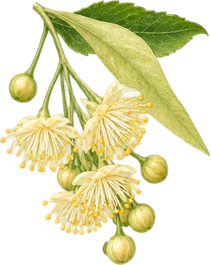 The drawing: linden, dried blossom heap