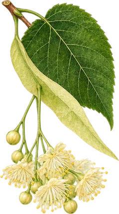 The drawing: linden, flowering sprig