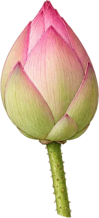 The drawing: lotus, flower bud