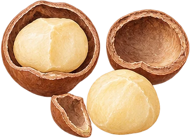 The drawing: macadamia