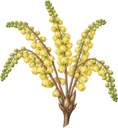 The drawing: mahonia