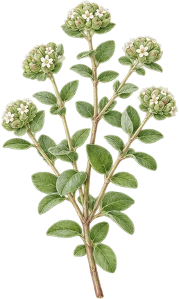 The drawing: marjoram, flowering sprig