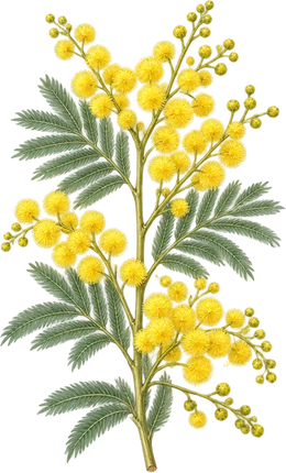 The drawing: mimosa, flowering sprig