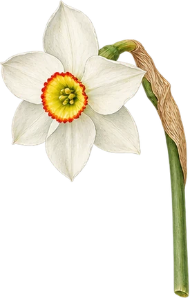 The drawing: narcissus, flower on stem
