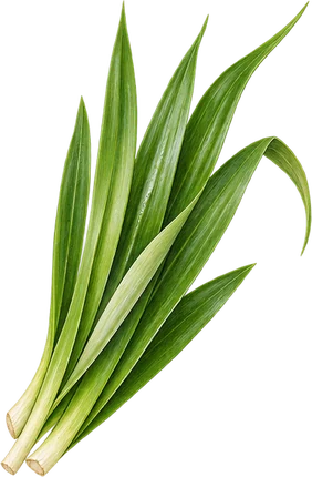 The drawing: pandan