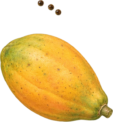 The drawing: papaya