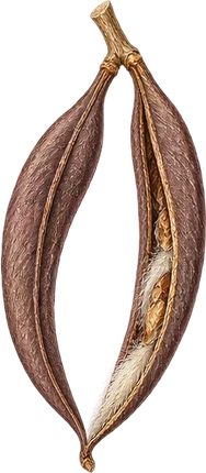 The drawing: periploca, paired pods