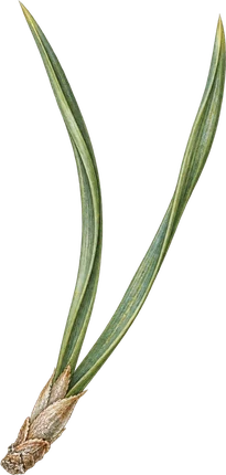 The drawing: pine, needle pair
