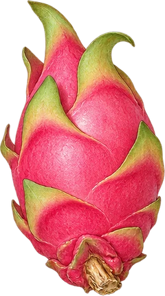 The drawing: pitaya